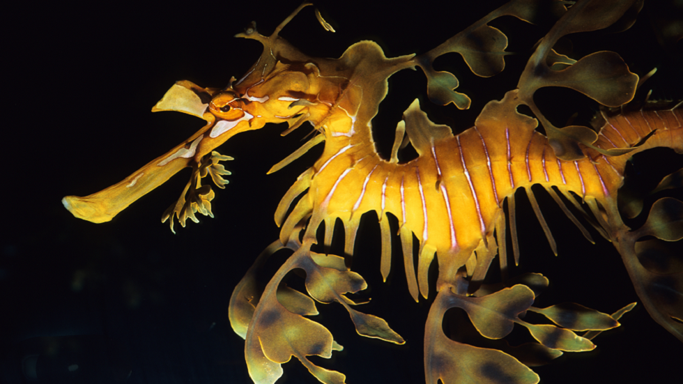 كشف سر غرابة تنانين البحر بشكل لا يصدق!