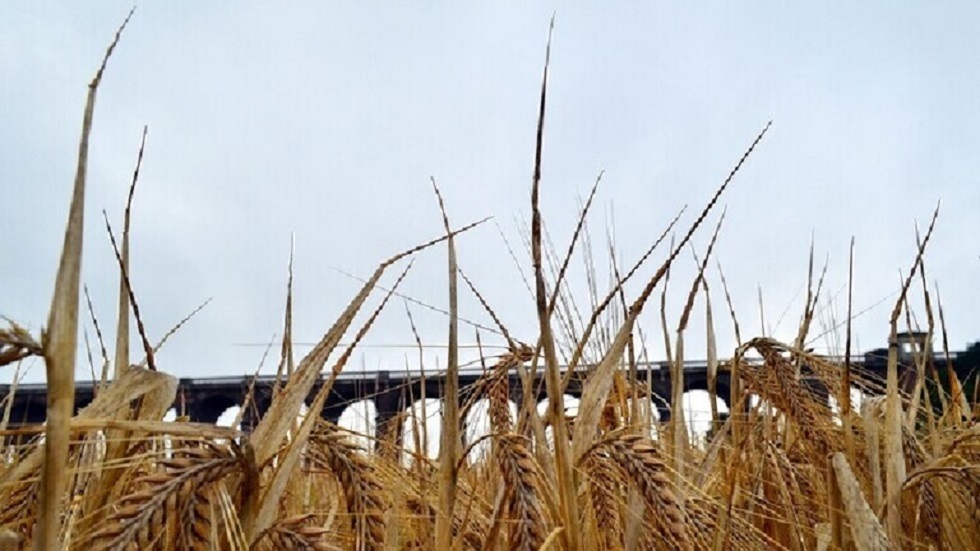 واشنطن: تصدير الحبوب الأوكرانية بحرا يواجه تحديات كثيرة