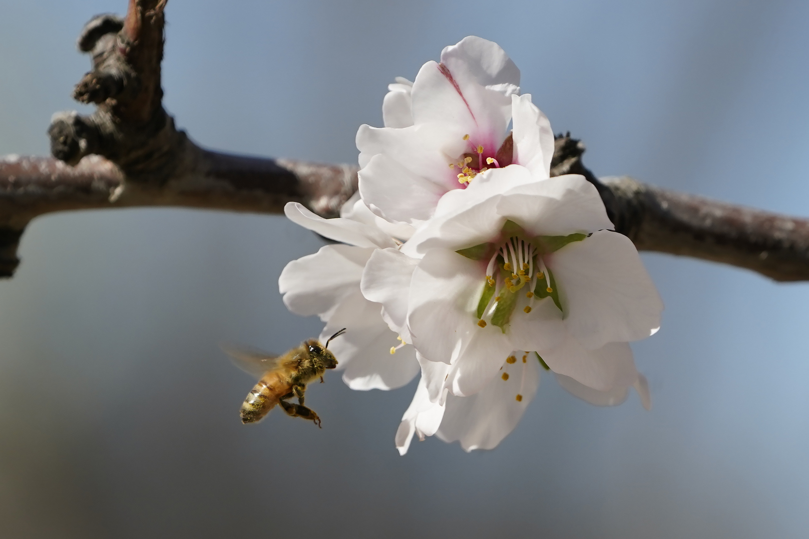 محكمة استئناف أمريكية: يمكن تصنيف النحل قانونا على أنه 