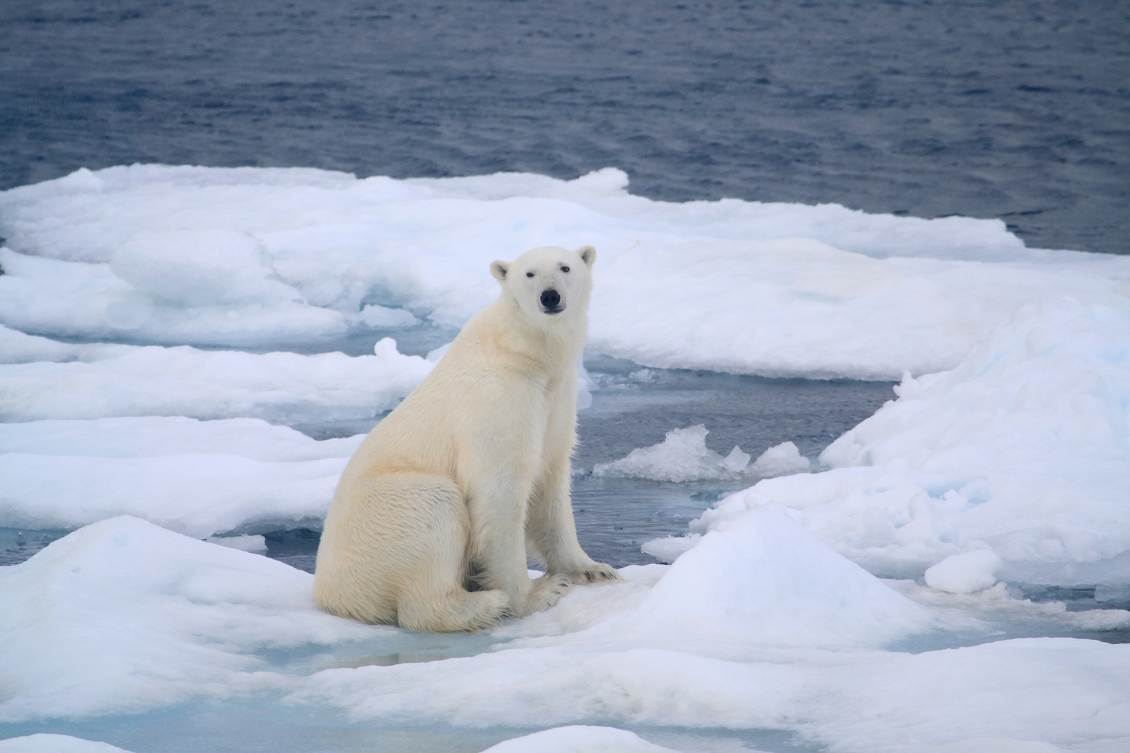 القطب الشمالي أم الجنوبي: أيهما الأكثر برودة؟