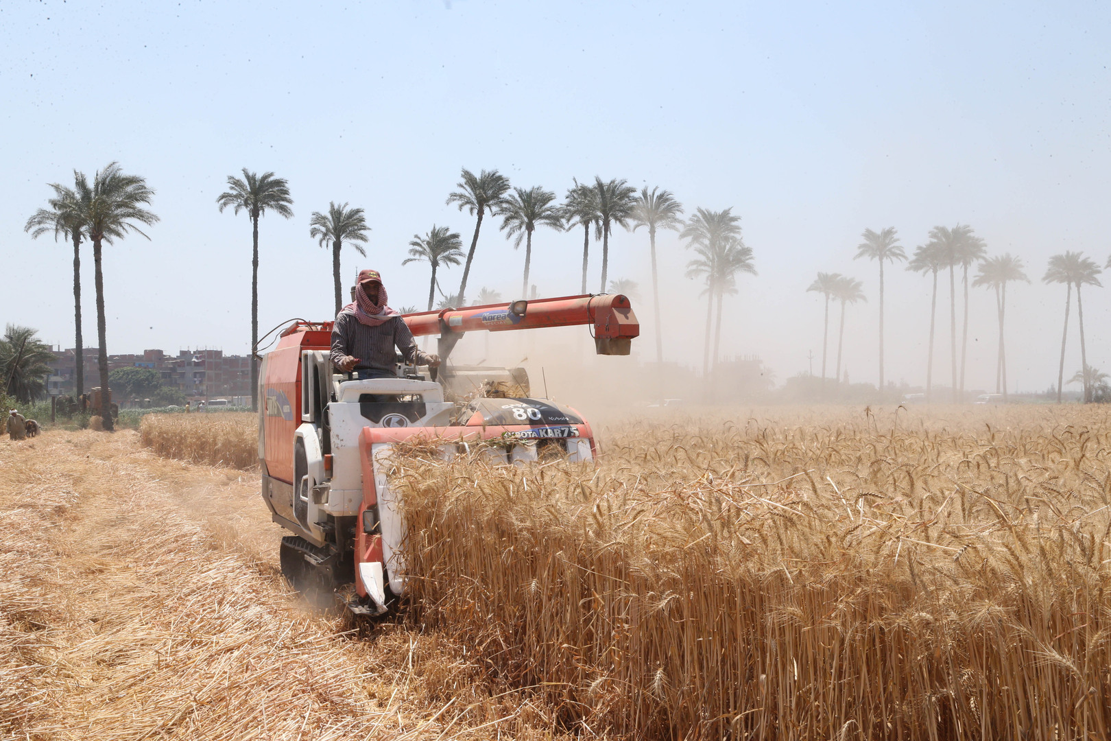 سوق القمح العالمية.. أكبر مصدري ومشتري القمح بينهم 3 دول عربية