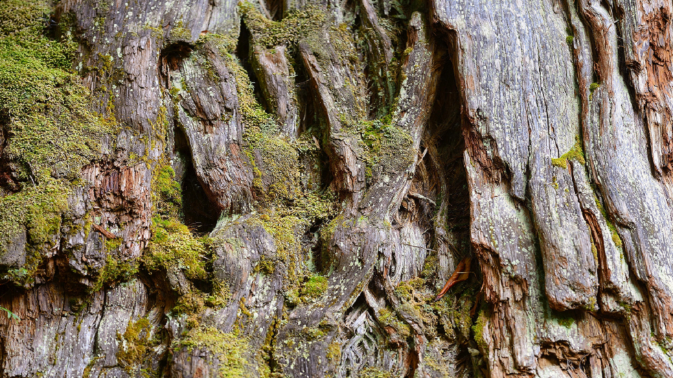 أين تقع أقدم شجرة في العالم؟