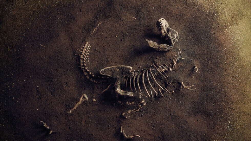 بريطانيا..العثور على عظام أكبر ديناصور آكل للحوم في أوروبا