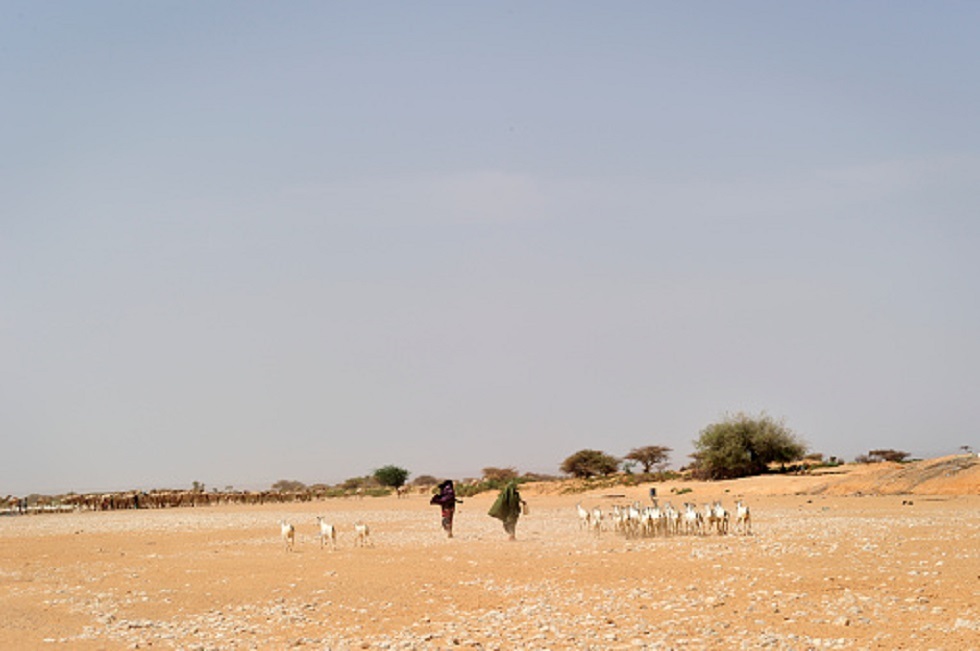 الجفاف يجبر 805 آلاف صومالي على النزوح