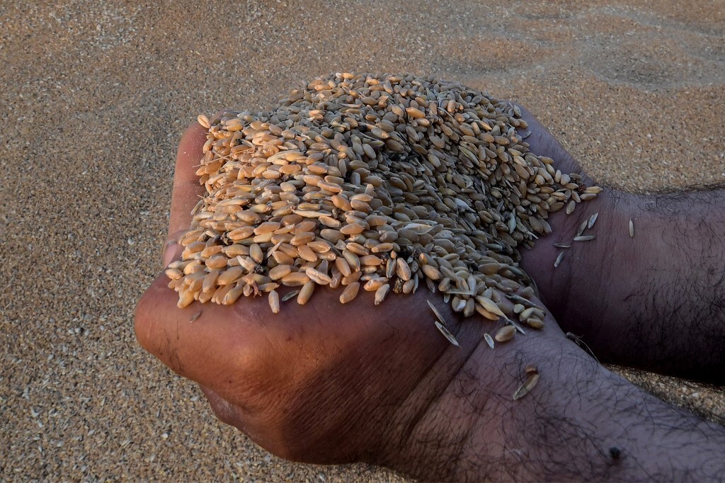 الإمارات تصدر قرارا بشأن القمح ذي المنشأ الهندي