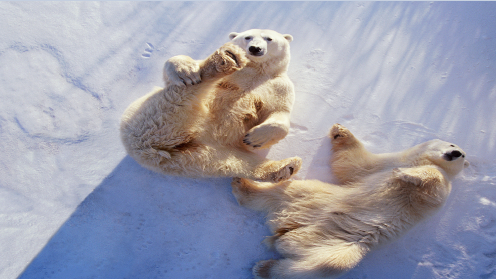 هل يقتل تغير المناخ الدببة القطبية؟!