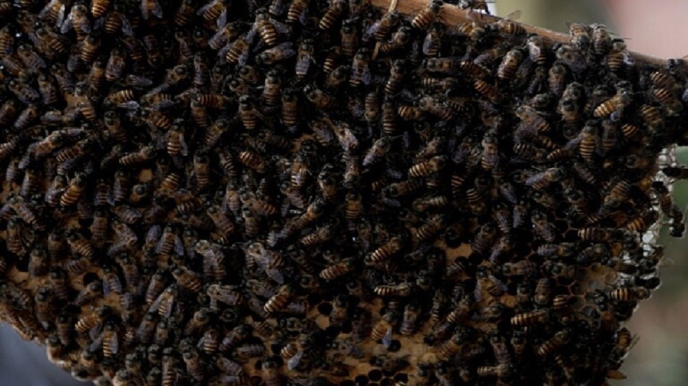 إزالة 6 آلاف نحلة من جدار منزل في ولاية أمريكية
