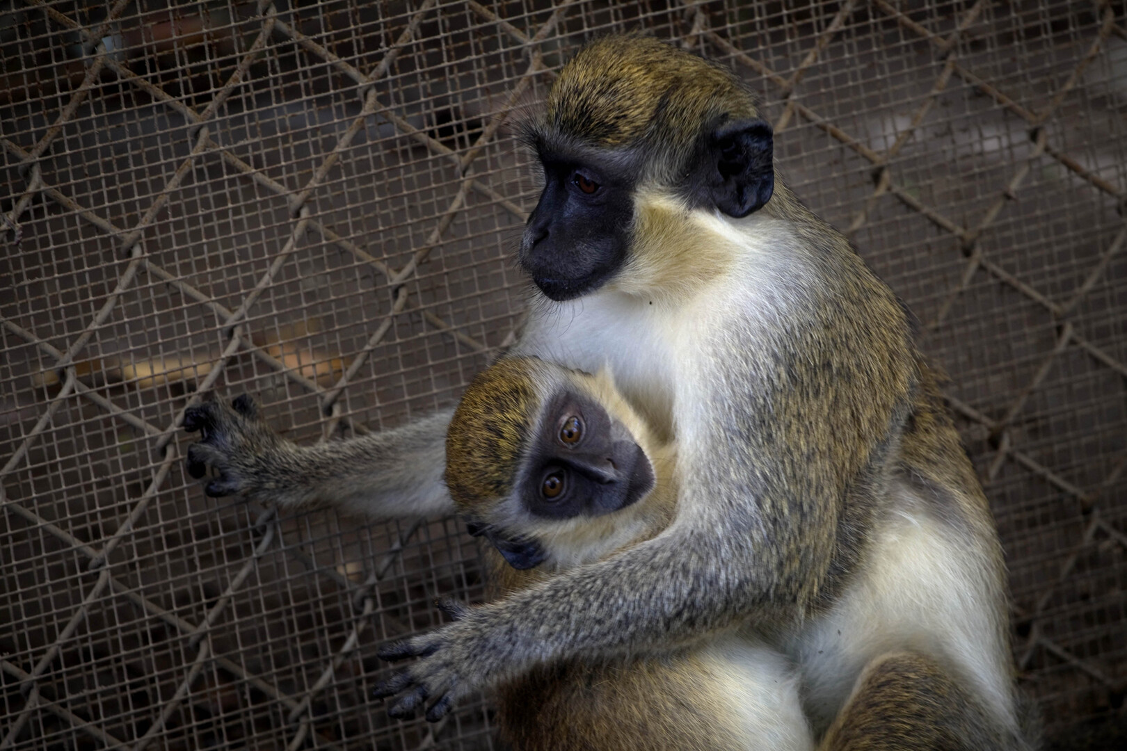 تسجيل أول إصابة بجدري القردة في لبنان