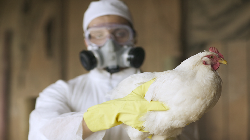 خبراء يكشفون سبب ارتفاع حالات إنفلونزا الطيور!