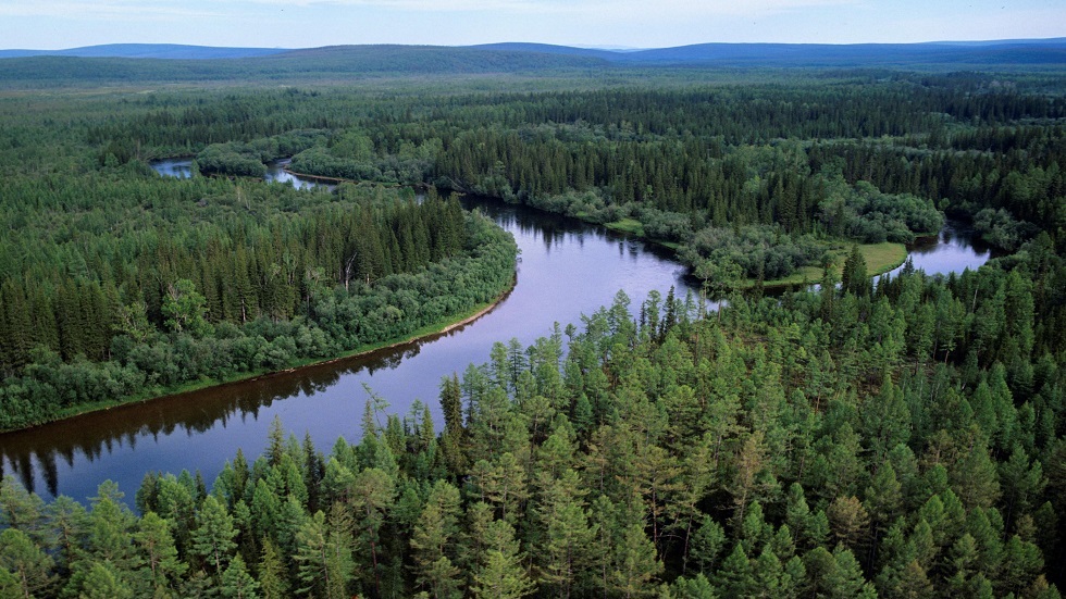 غابات روسيا تمتص 200-400 مليون طن من الكربون سنويا