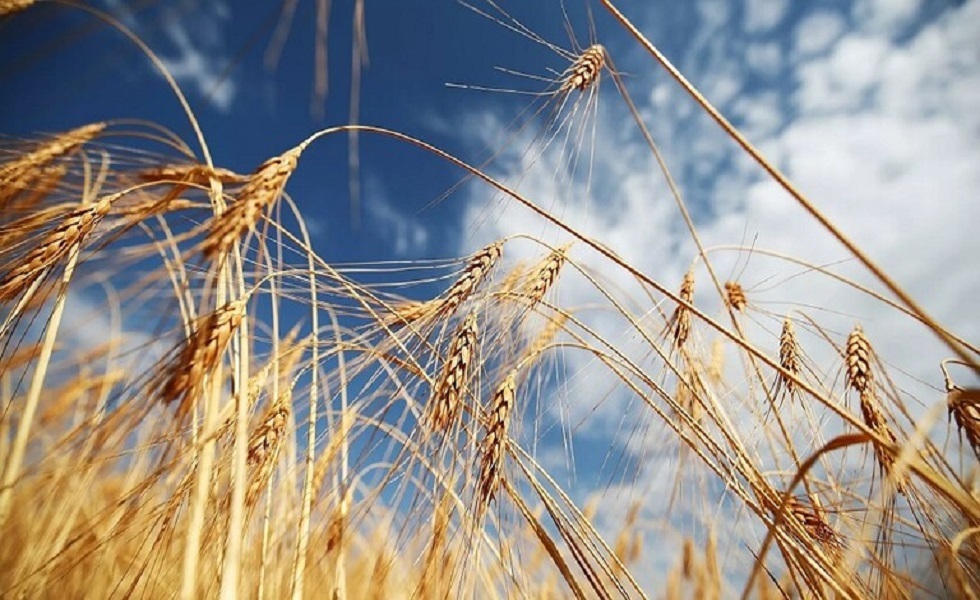 السلطات المولدوفية ترفع الحظر المفروض على تصدير القمح والدقيق