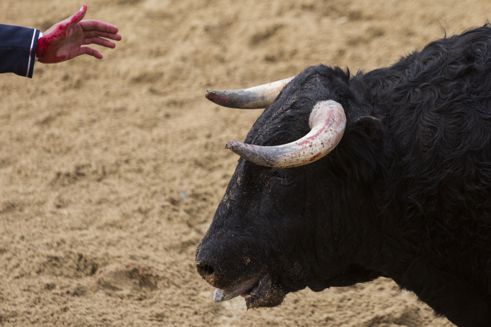 وفاة ثلاثة أشخاص خلال مصارعة للثيران في إسبانيا