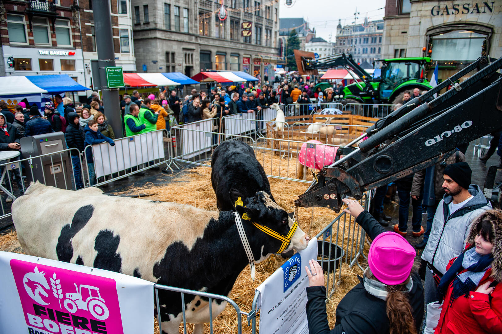 هولندا.. مزارعون يهددون بنحر أبقار على أبواب برلمان بلادهم