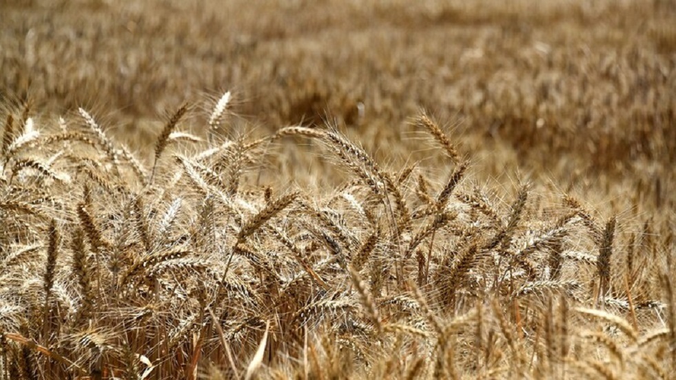 سلطات زابوروجيه: مزارعو المنطقة طلبوا تصدير الحبوب عبر بيرديانسك