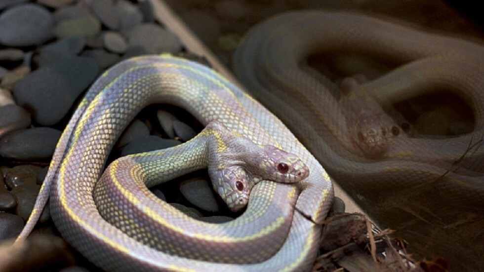 جنوب إفريقيا.. رجل يعثر على ثعبان نادر برأسين يزحف في اتجاهين معاكسين (صور)