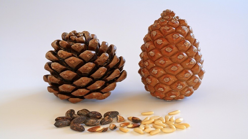 روسيا.. ابتكار بوليمير بقشور الأرز سريع التحلل