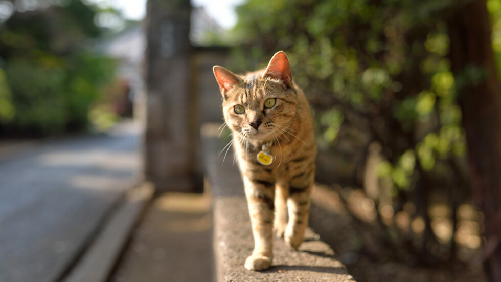 اكتشاف فيروس غير معروف سابقا وراء مرض يسبب 