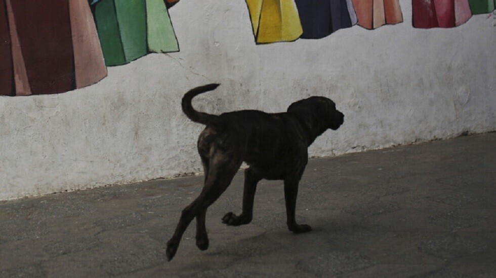 عسكري أوكراني يصب جام غضبه على كلبة وجرائها عند محطة وقود في دنيبر