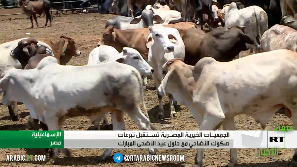 مصر.. تكافل في زمن الشدة عبر صكوك الأضاحي