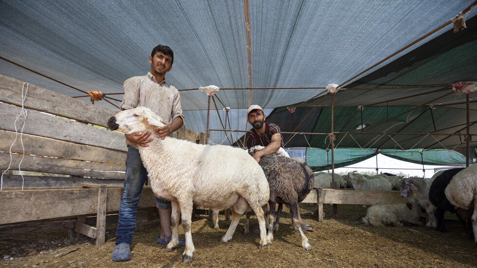 إصابة مئات الجزارين والمواطنين أثناء ذبح الأضاحي في تركيا