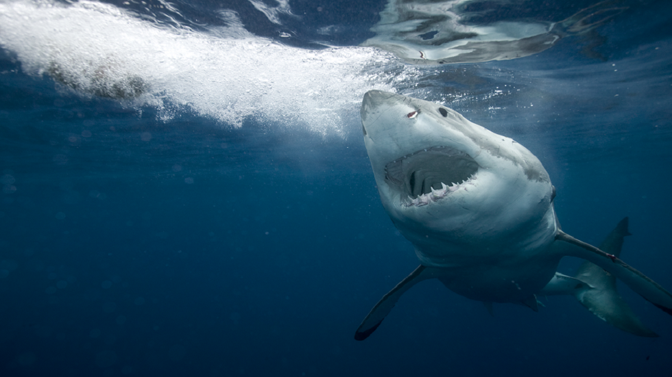 "أكبر ما رأيته في حياتي".. "أسماك قرش ضخمة" تذهل العلماء!