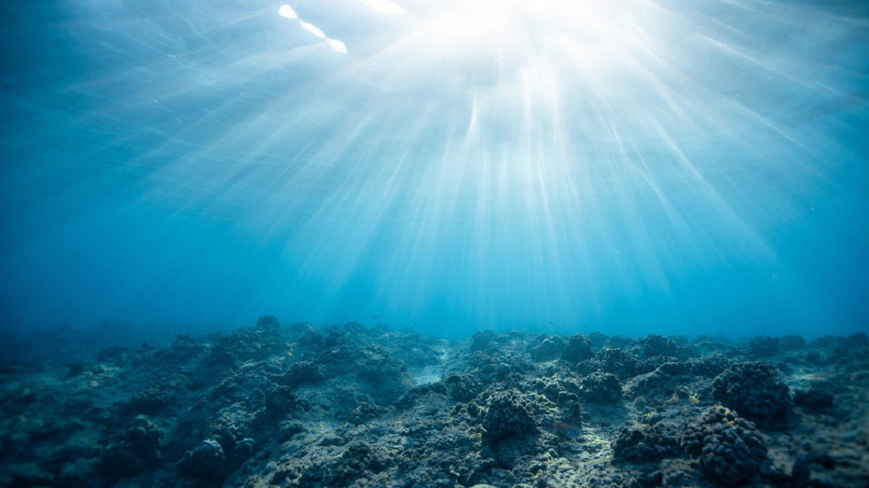 اكتشاف حول إحدى أولى الحيوانات التي غامرت في الصعود إلى اليابسة!