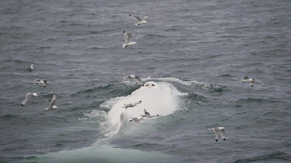 اكتشاف جثة حوت أبيض نادر للغاية في أستراليا
