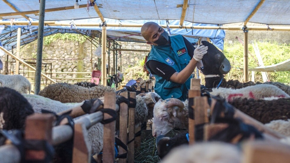 اندلاع الحمى القلاعية بين الماشية في إندونيسيا وفرض قيود في الدول المجاورة