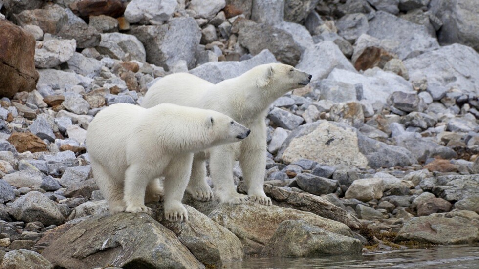 تغير المناخ يدفع الدببة القطبية لتناول النفايات والبطاريات