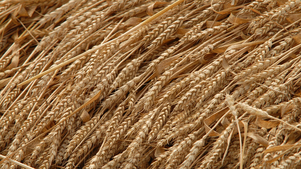 وزير الزراعة الروسي يتوقع أن تجمع روسيا 40 مليار دولار من الصادرات الغذائية