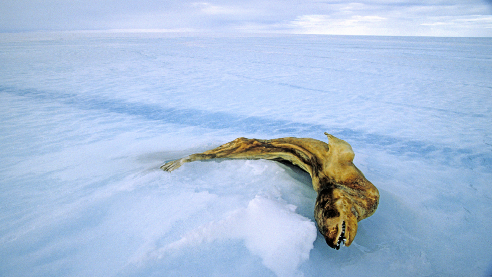 نمو أورام غريبة في أسماك أنتاركتيكا يؤدي إلى تفشي المرض بين الكائنات الحية!
