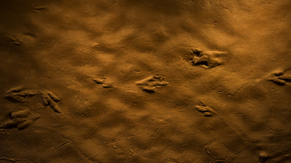 اكتشاف أحفورة أقدم حيوان مفترس معروف على الأرض!