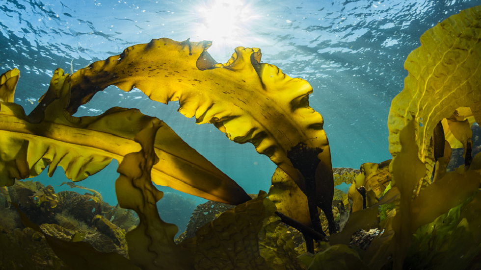 اكتشاف علمي أول حول التلقيح وحبوب الطلع!