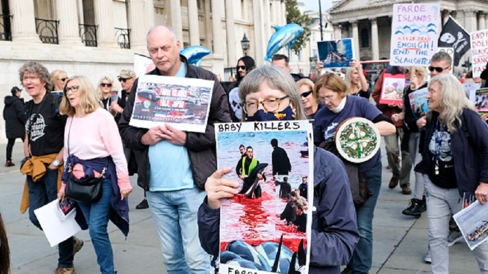 مذبحة دلافين نادرة في جزر فارو (فيديو)