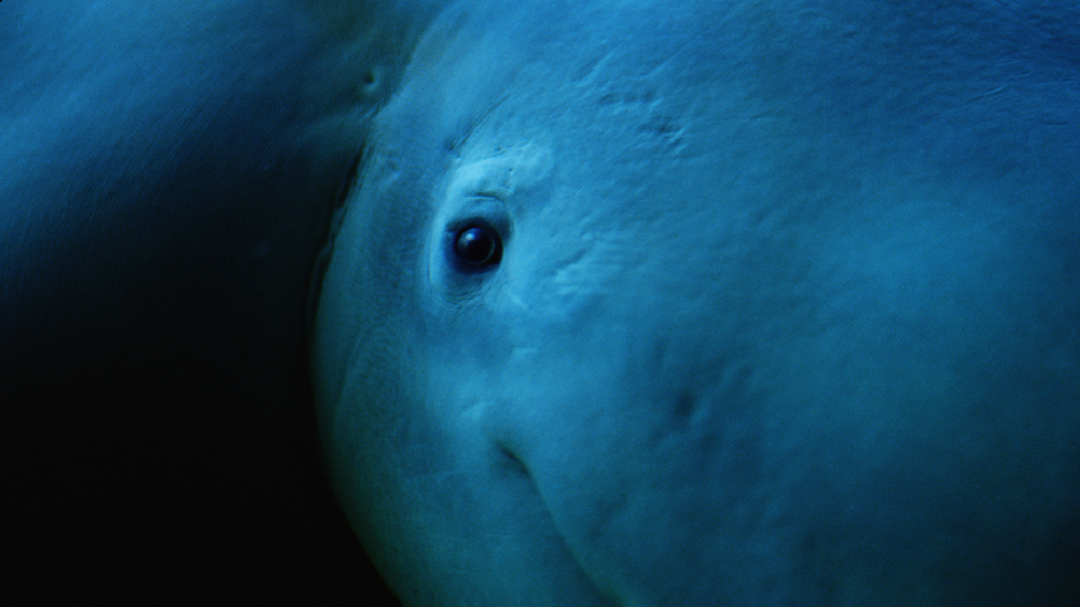 كائن قديم يمكن أن يرى في الظلام يكمن في عيون الحيتان!