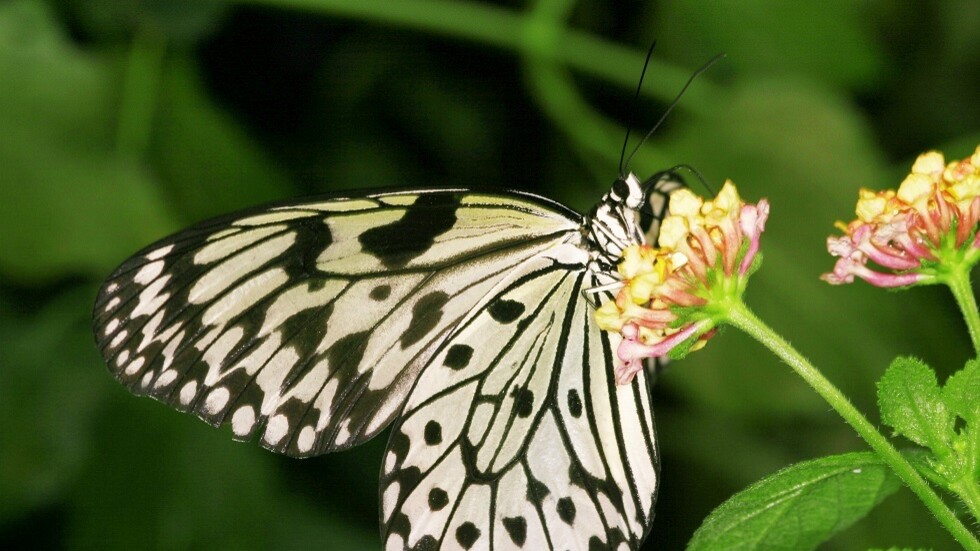 لماذا يُعتقد أن السرعوف والفراشة والخنفساء تجلب الحظ السعيد؟