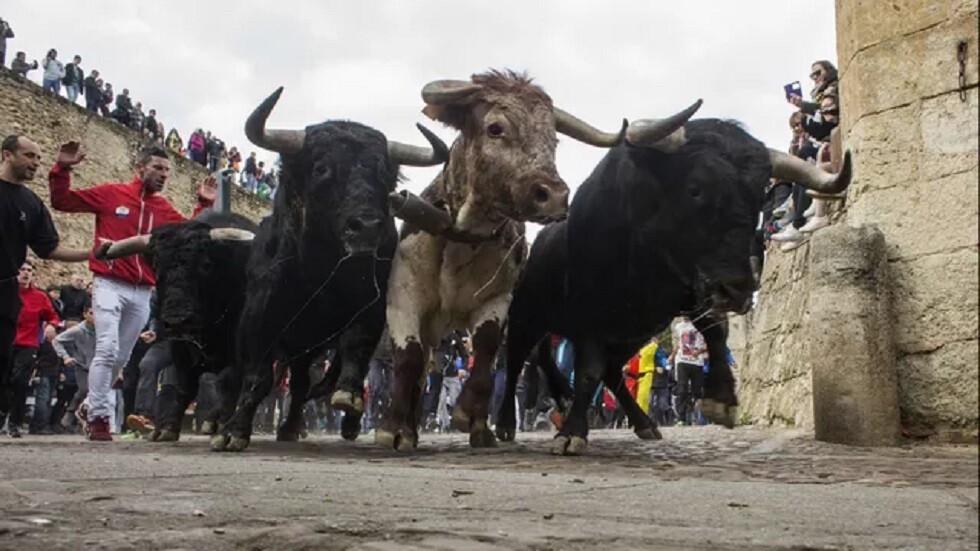 مقتل إسباني بجروح تلقاها في سباق ثيران