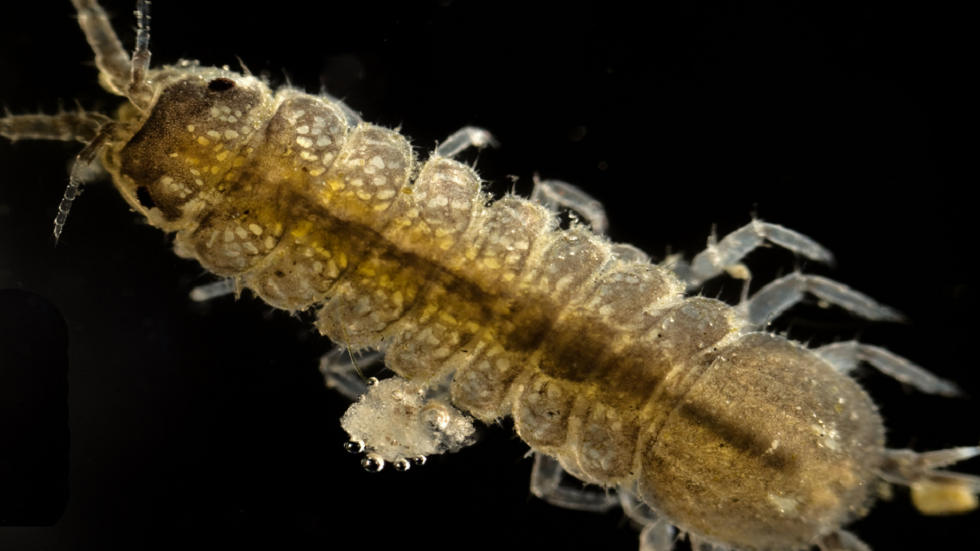 اكتشاف كائن عملاق جديد في أعماق البحار في خليج المكسيك!