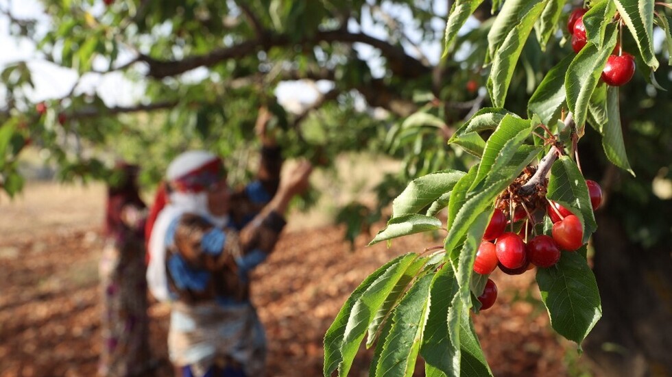 اتفاق سوري عراقي على تصدير الفائض من المنتجات الزراعية إلى البلدين