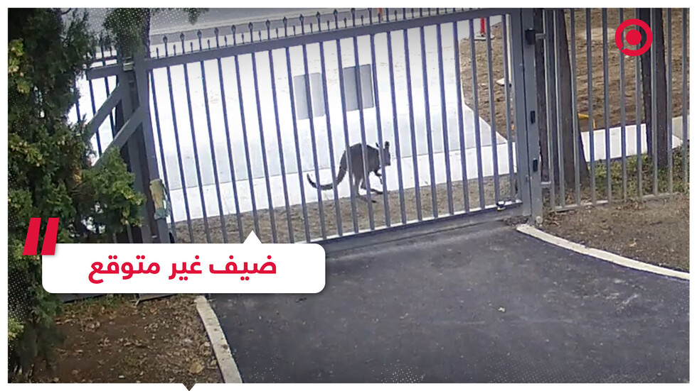 كنغر يحاول الدخول إلى السفارة الروسية