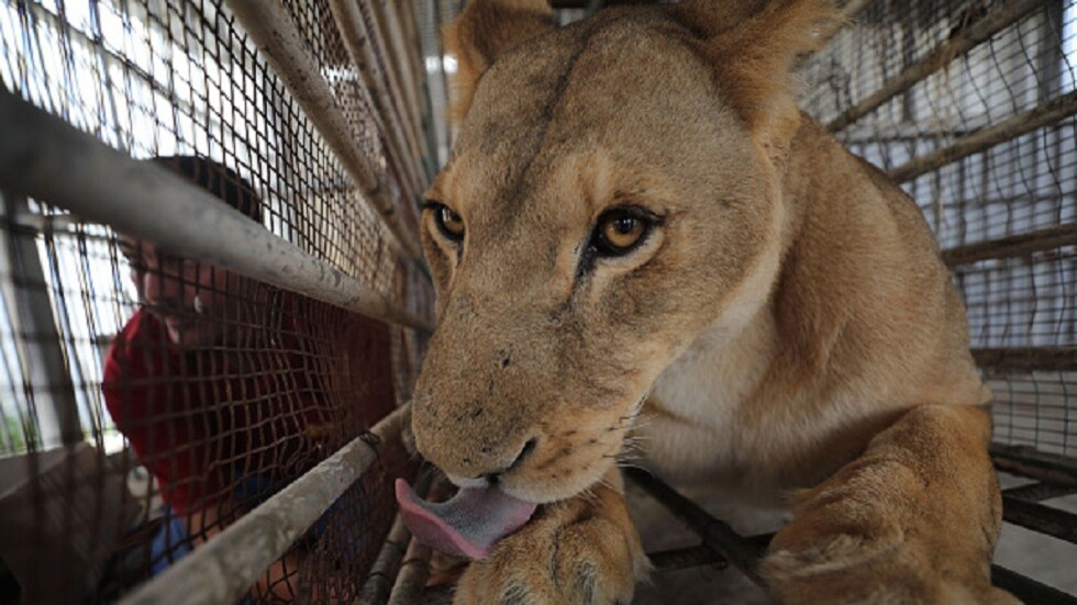 قطاع غزة.. 3 أشبال تصارع للبقاء (صور)