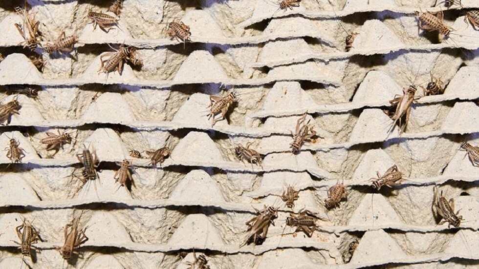 خبيرة تغذية روسية: الحشرات صالحة للأكل ولكن لا حاجة لذلك حاليا