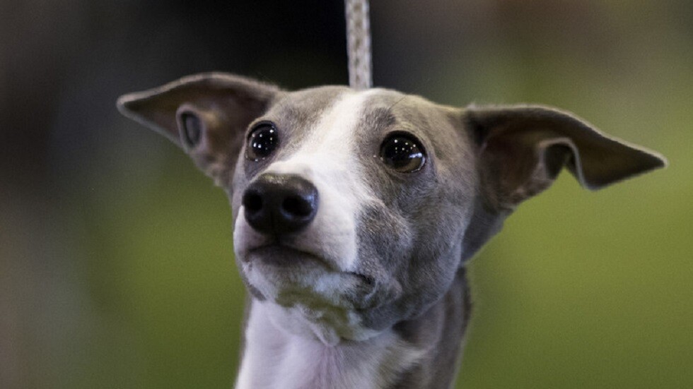 منظمة الصحة العالمية تصدر تحذيرا من جدري القردة لأصحاب الحيوانات الأليفة!