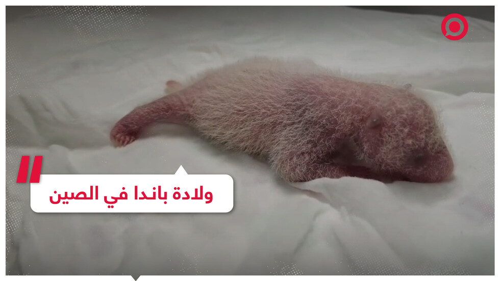 ولادة باندا في الصين