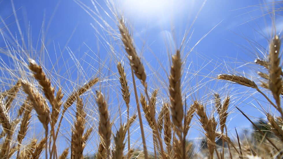 باتروشيف: الولايات المتحدة تجبر دول آسيان على شراء القمح بسعر أغلى عدة مرات