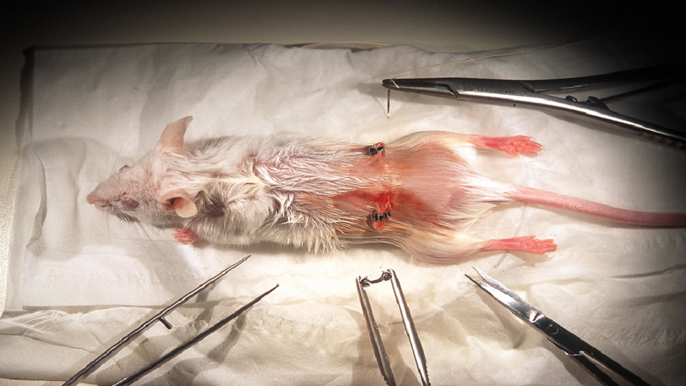 في اختراق كبير.. إنماء جنين فأر اصطناعي مع دماغ وقلب ينبض!