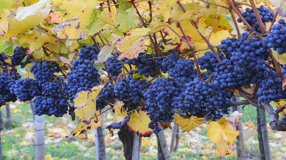 على هامش موسم العنب.. من الممنوعون من تناول تلك العناقيد؟