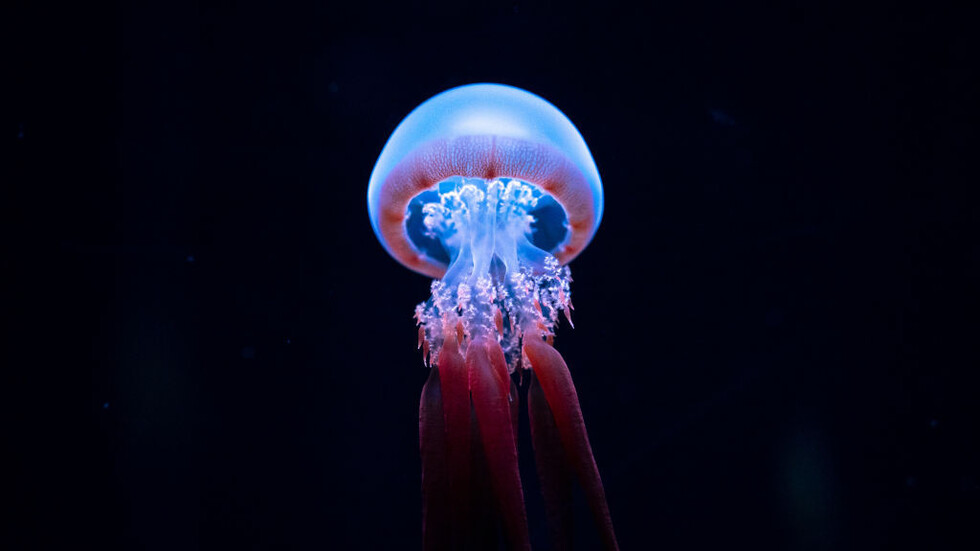 الحمض النووي المأخوذ من قناديل البحر "الخالدة" ربما يساعد في منع شيخوخة البشر