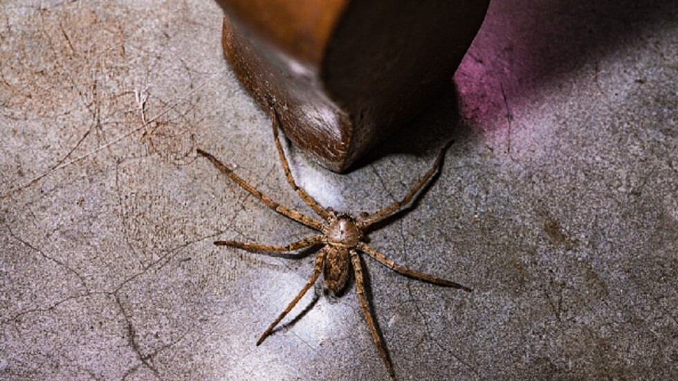 أبقاه رهينة في غرفة النوم.. أكبر عنكبوت في المملكة المتحدة يغزو منزل رجل بريطاني كان في إجازة- فيديو