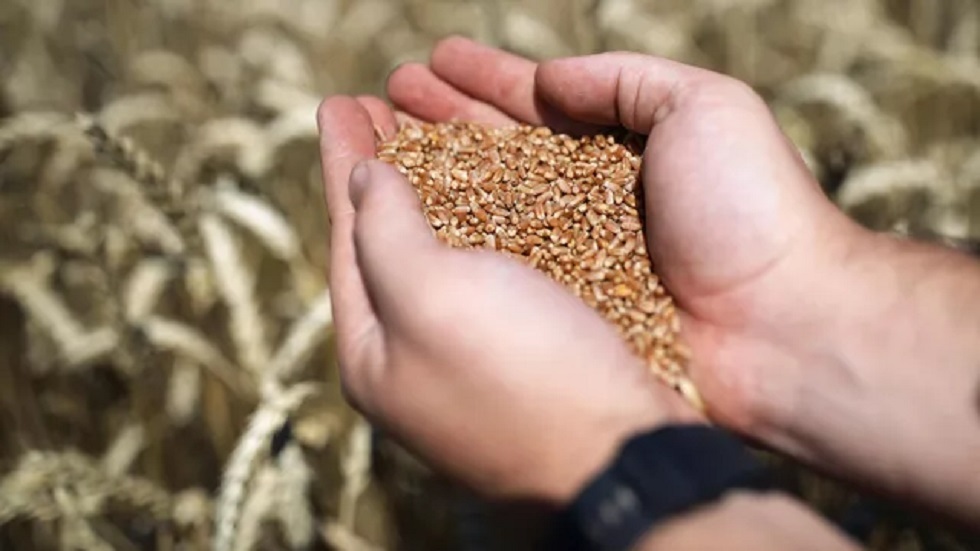 على خلفية عمليات تسليم الحبوب الأوكرانية.. الأمم المتحدة تسجل انخفاضا في أسعار الغذائية العالمية